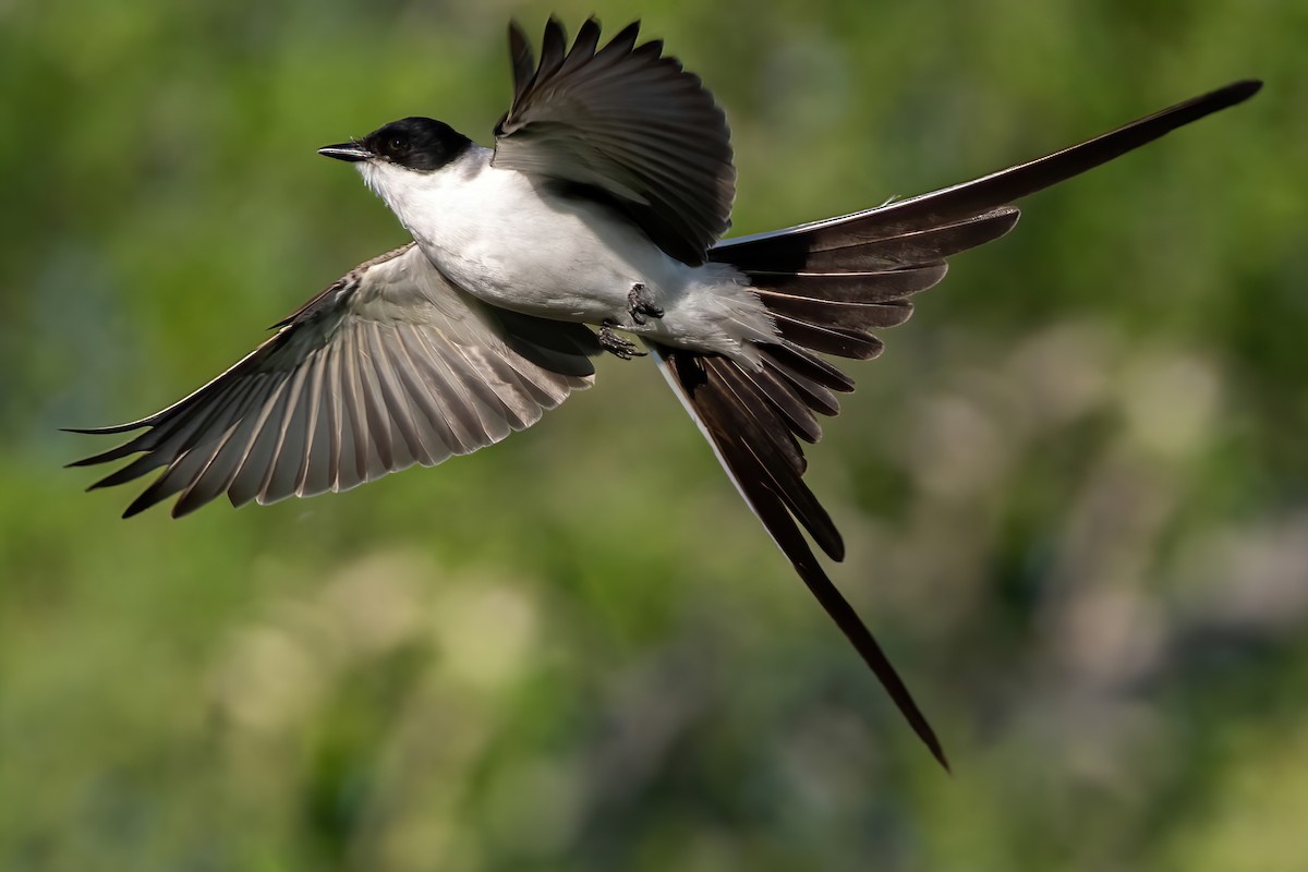 Fork-tailed Flycatcher - ML412400801