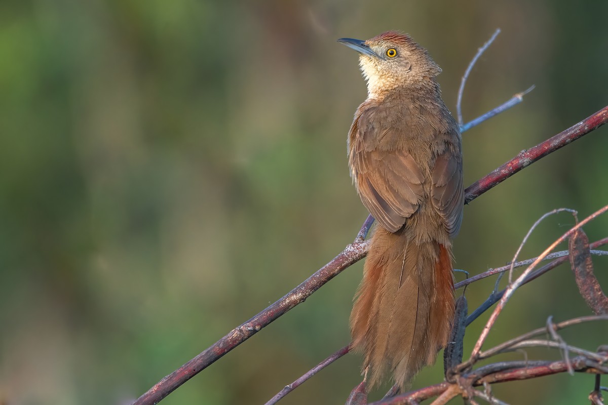 Freckle-breasted Thornbird - Elias Gonzalez