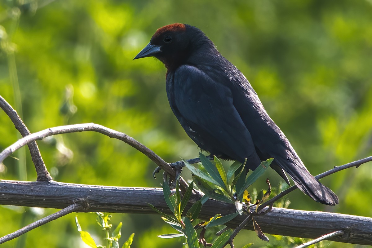 Chestnut-capped Blackbird - ML412400851