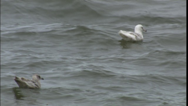 Herring Gull (American) - ML412401