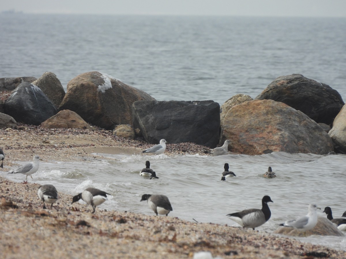 Brant - ML412401231