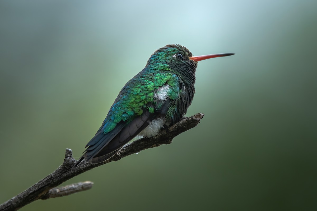 Glittering-bellied Emerald - Elias Gonzalez