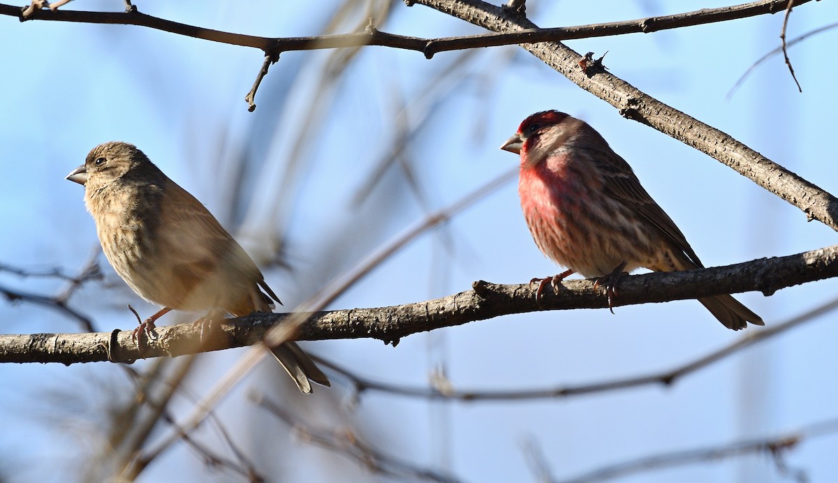 House Finch - Jesse Adkins