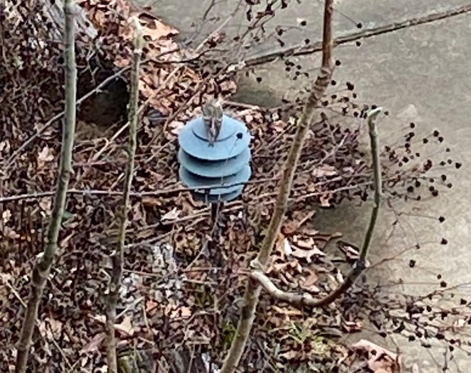 Redpoll (Common) - ML412402411