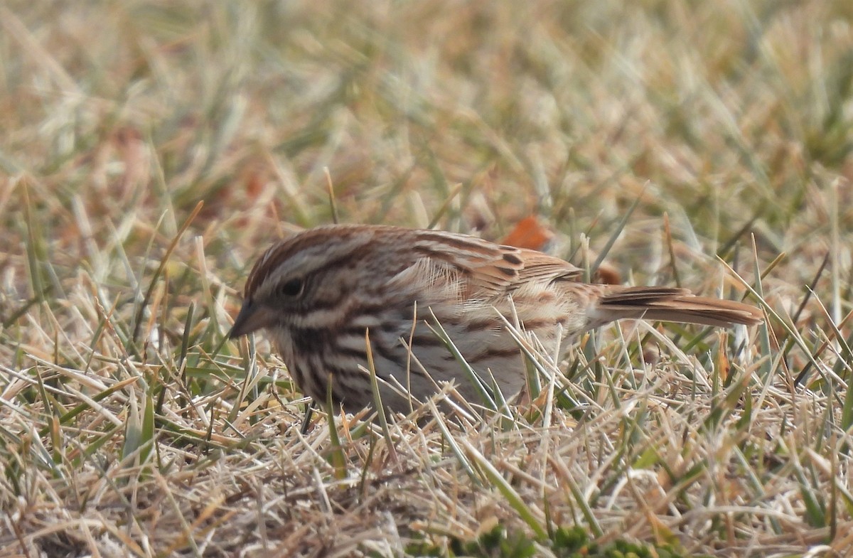 Song Sparrow - ML412403011