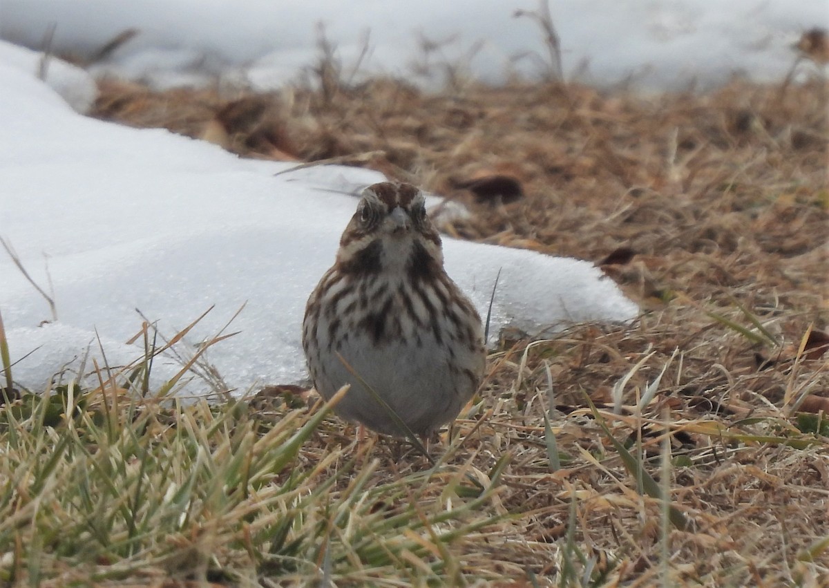 Song Sparrow - ML412403021