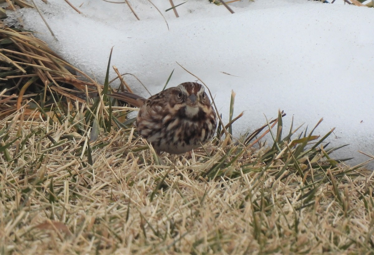 Song Sparrow - ML412403071