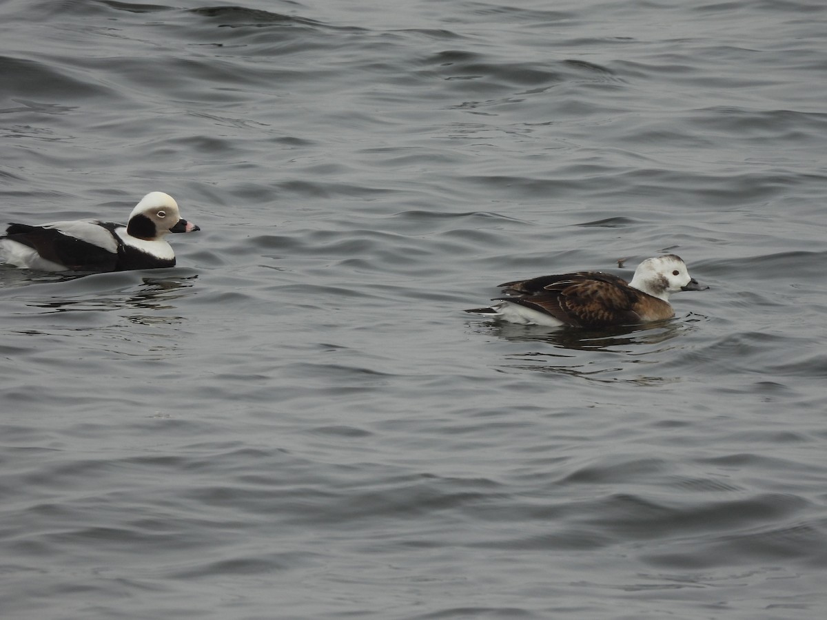 Long-tailed Duck - ML412403591