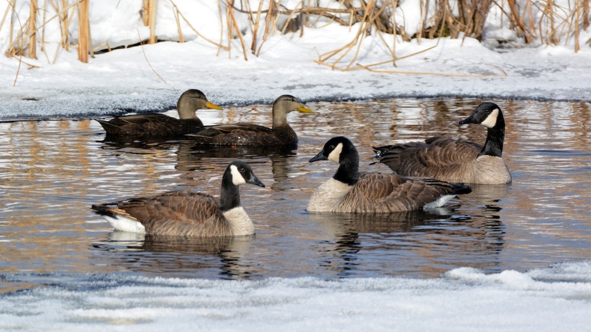 American Black Duck - ML412403641