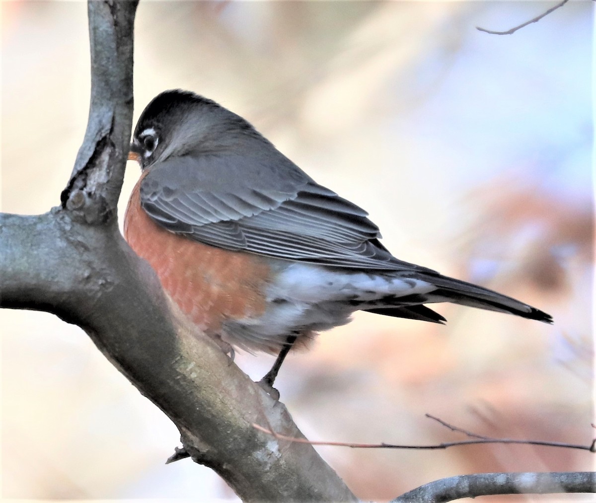 American Robin - Herbert King