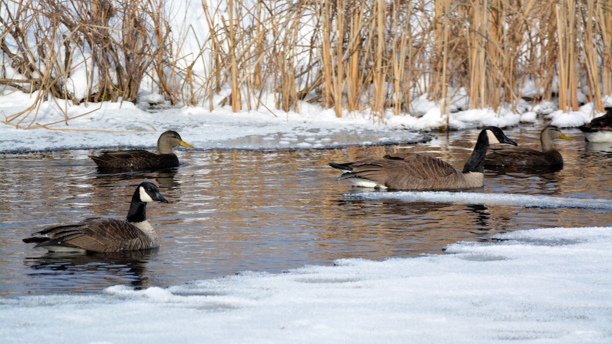 Canada Goose - ML412403951