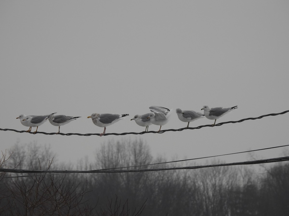 gull sp. - ML412403981