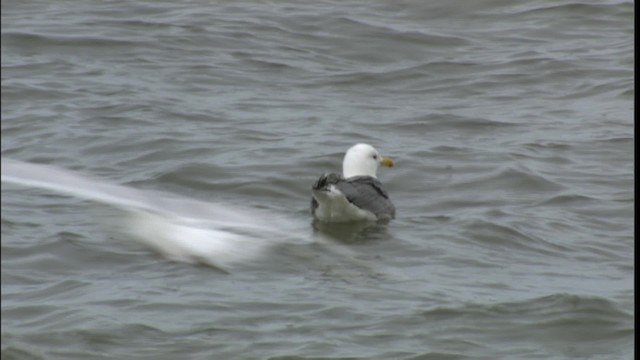 Herring Gull (American) - ML412404