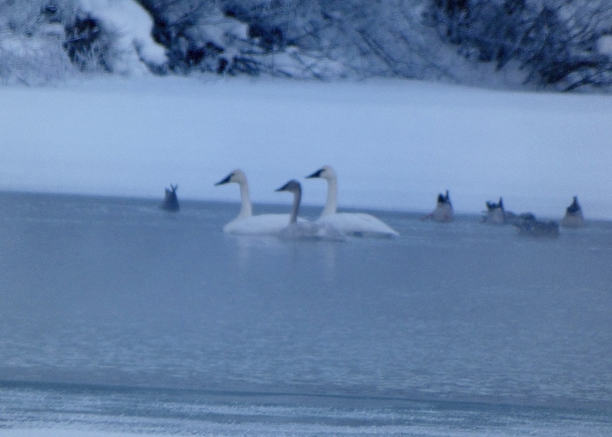 Trumpeter Swan - ML412404041