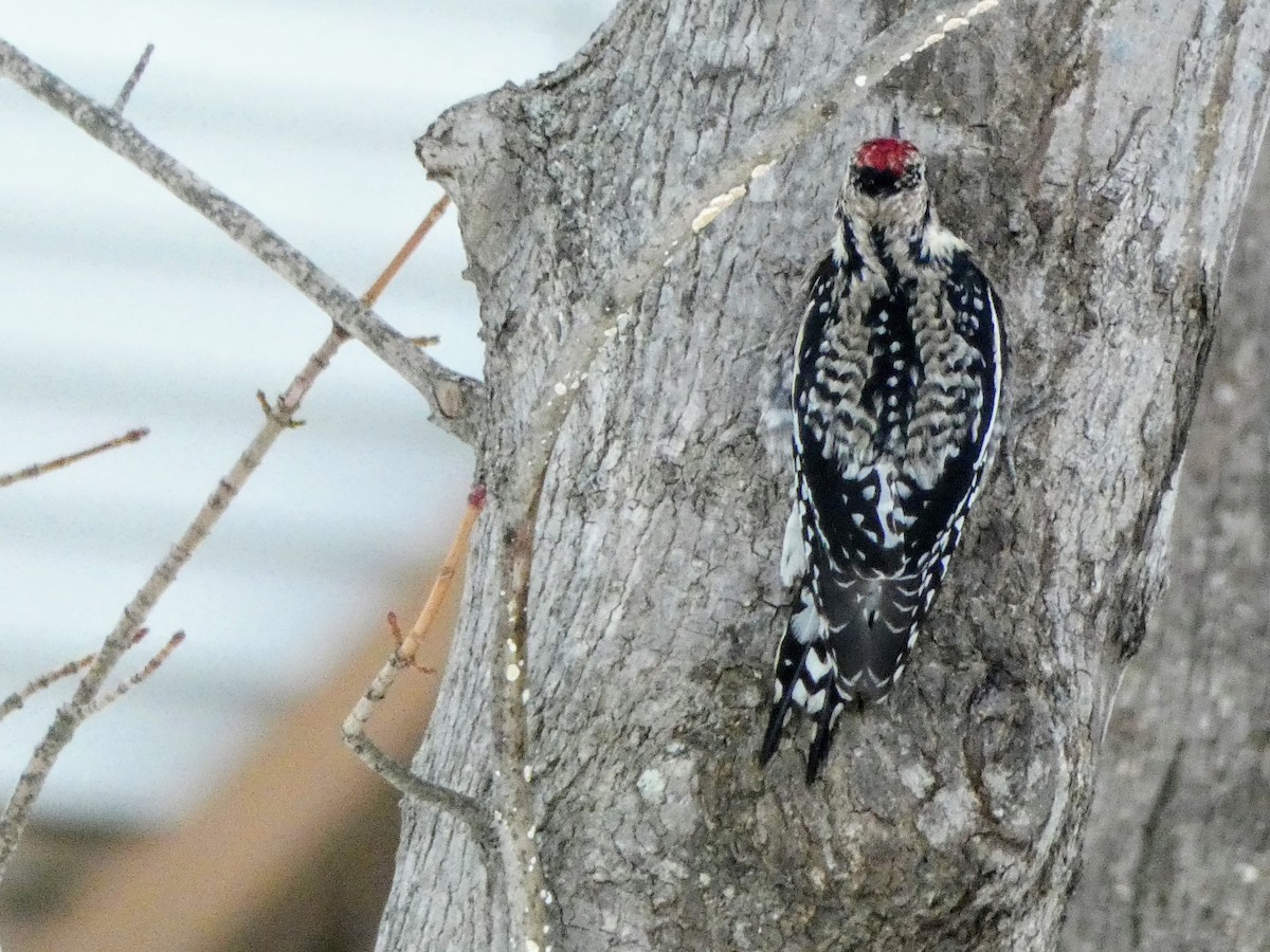 Yellow-bellied Sapsucker - ML412404591