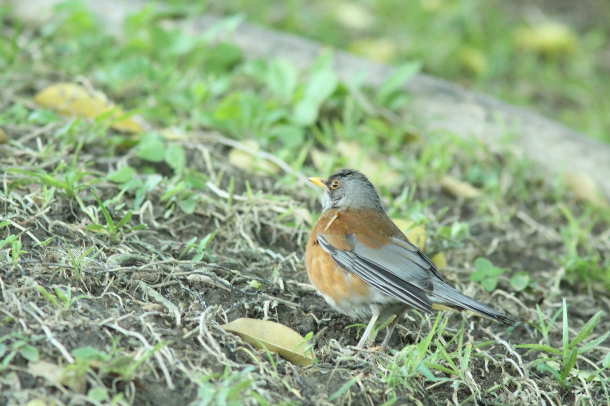 Rufous-backed Robin - ML412404971