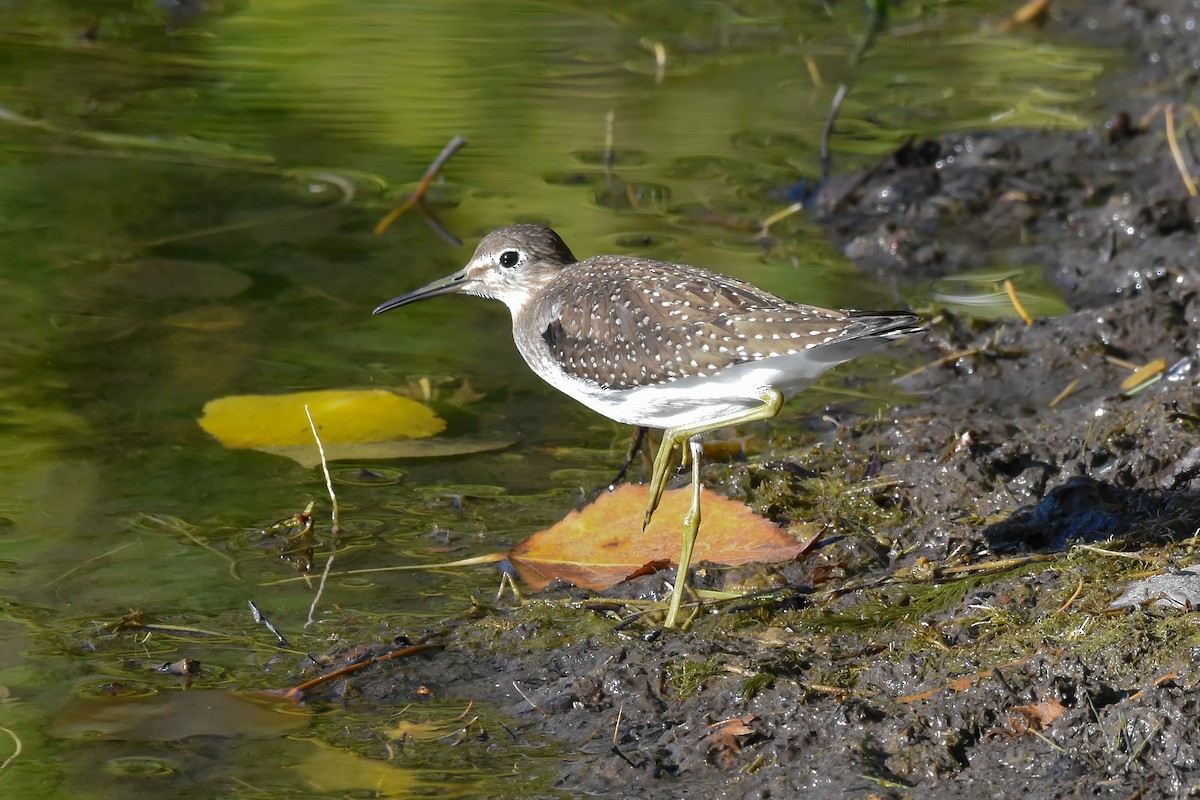 Solitary Sandpiper - ML412405721