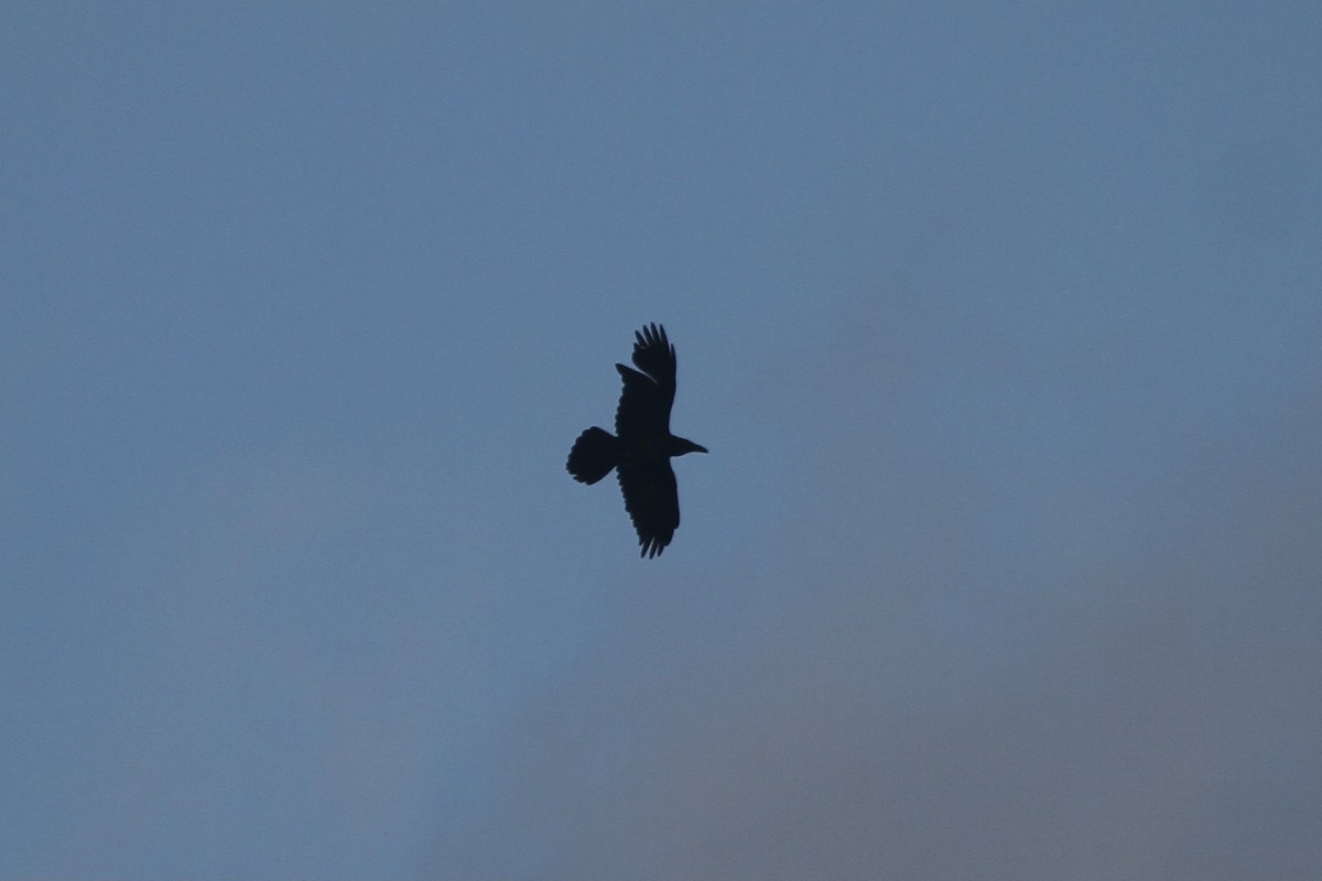 Common Raven - ryan  doherty