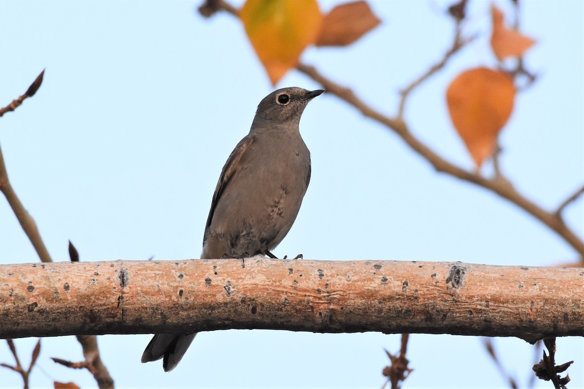 Townsend's Solitaire - Calvin S