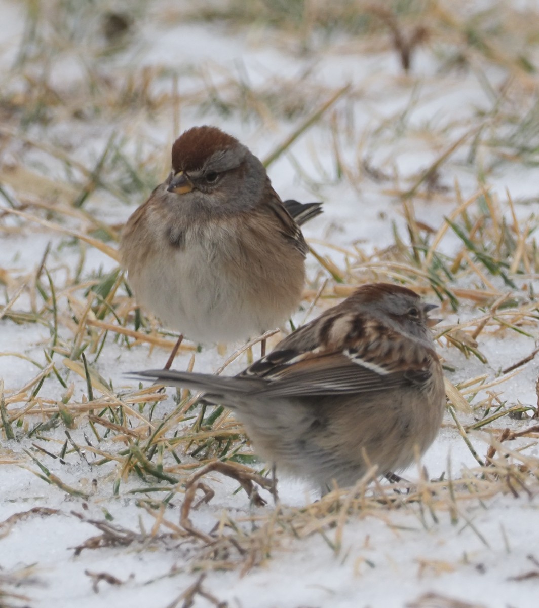 American Tree Sparrow - ML412406751