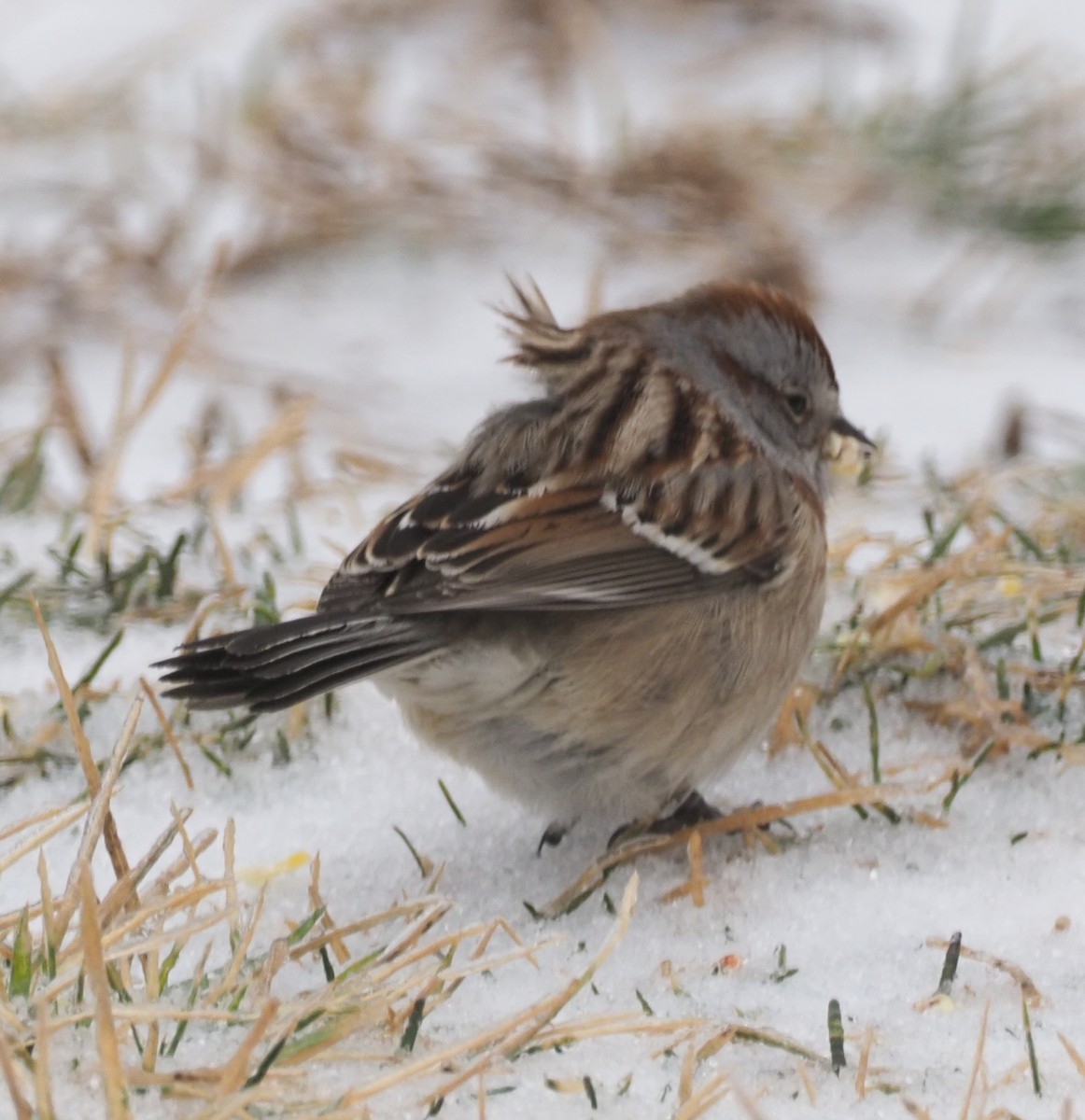 American Tree Sparrow - ML412406841