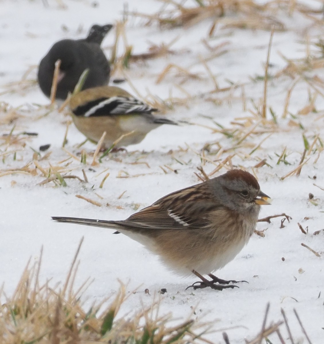 American Tree Sparrow - Russell Myers