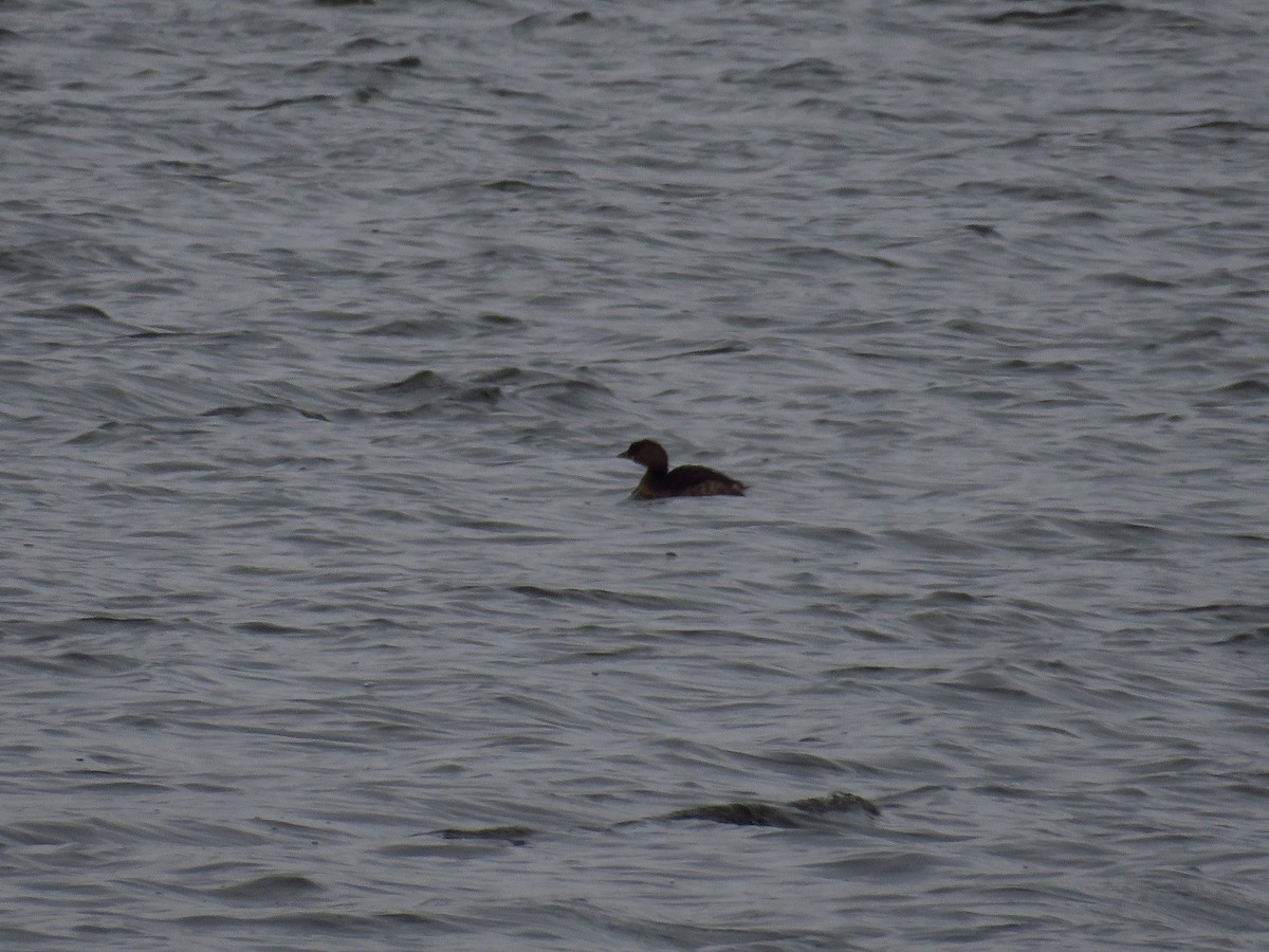 Pied-billed Grebe - ML412407291