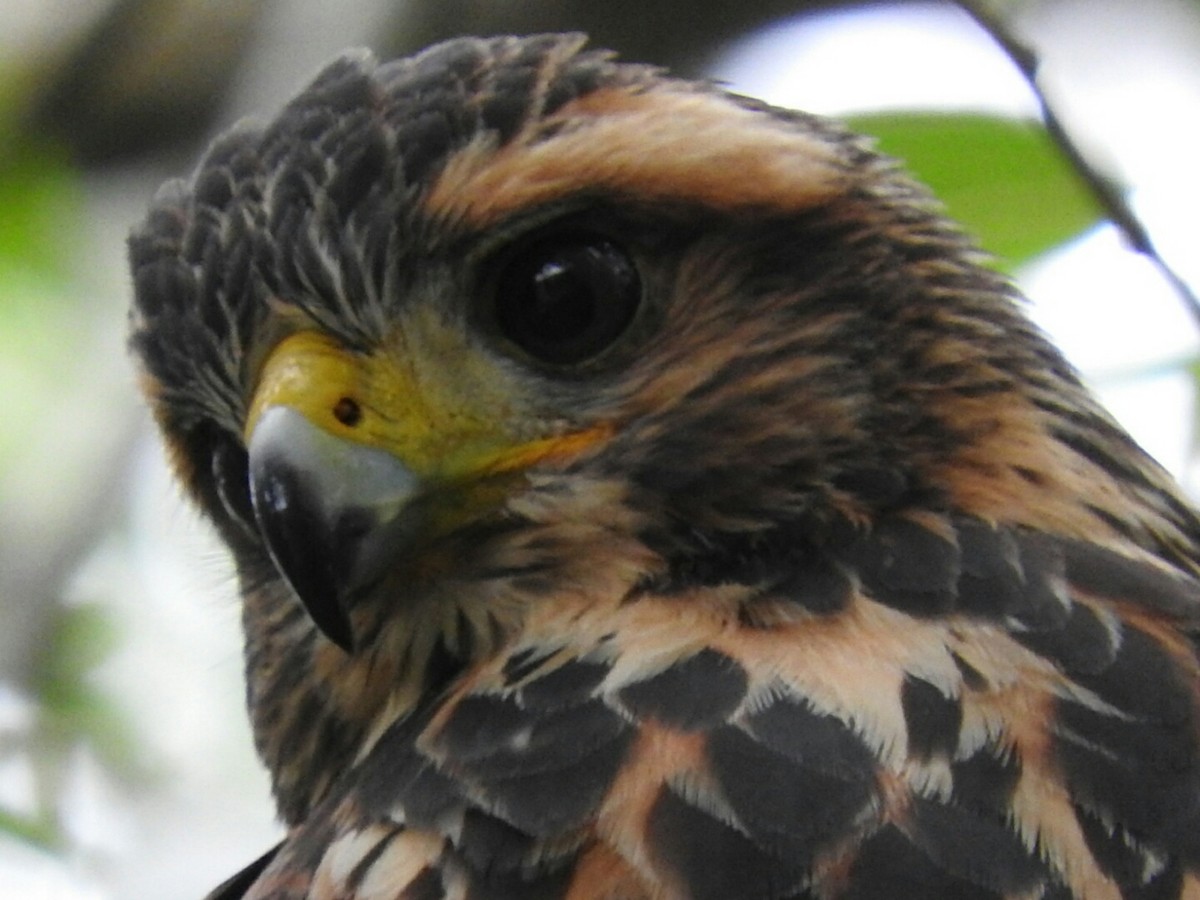 Harris's Hawk - ML412407301