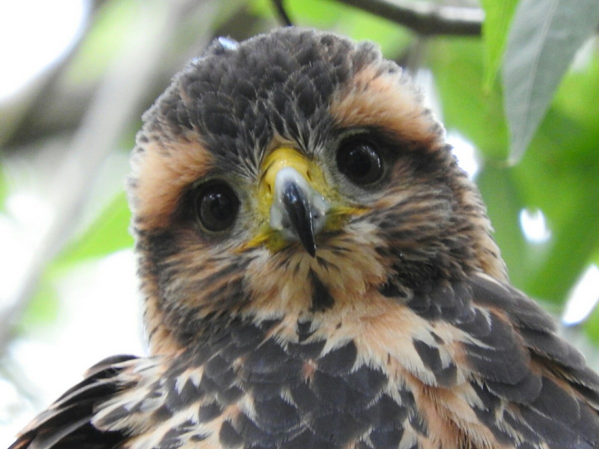 Harris's Hawk - ML412407311