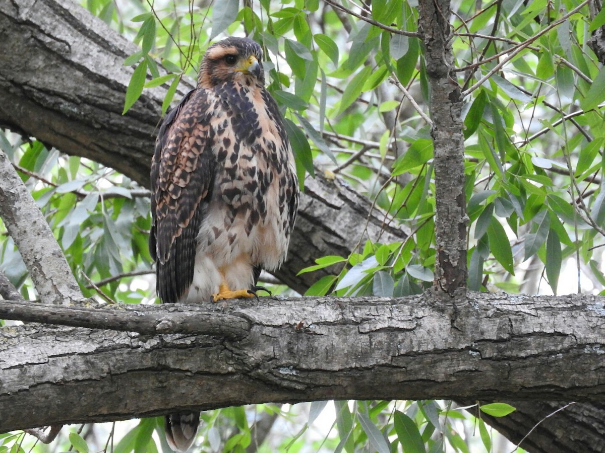 Harris's Hawk - ML412407321