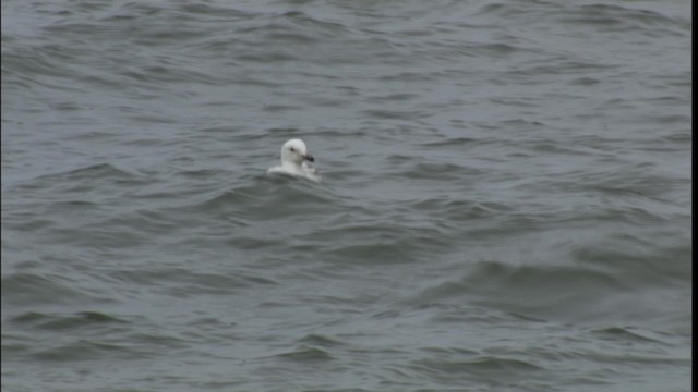 Herring Gull (American) - ML412408