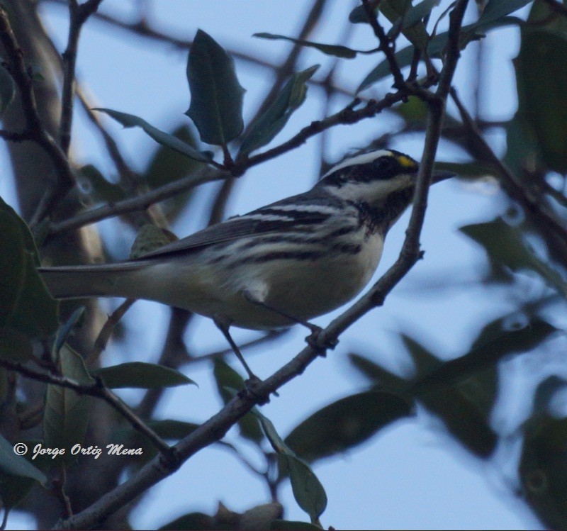 Black-throated Gray Warbler - ML41240821