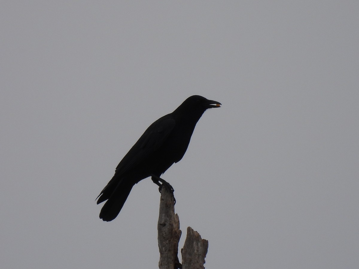 American Crow - ML412408891