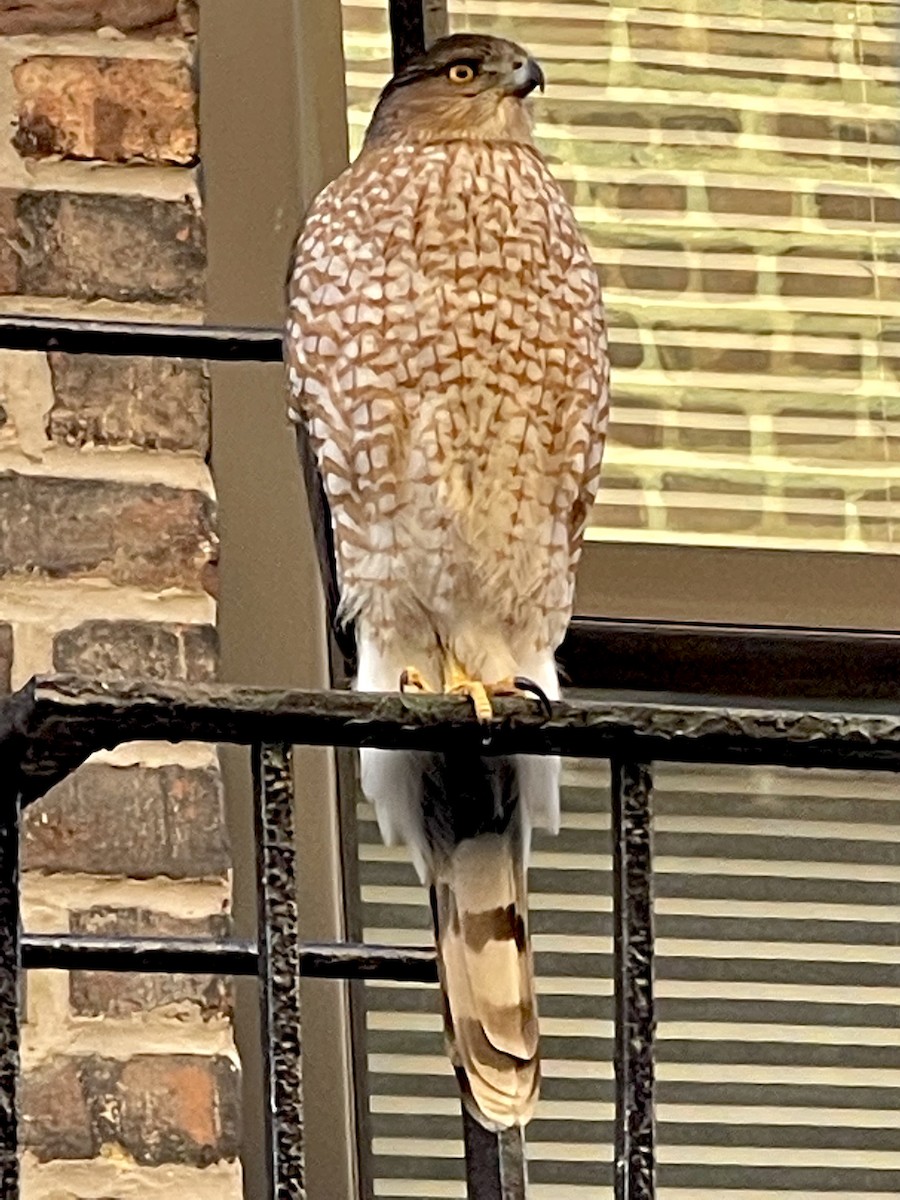 Cooper's Hawk - ML412410161