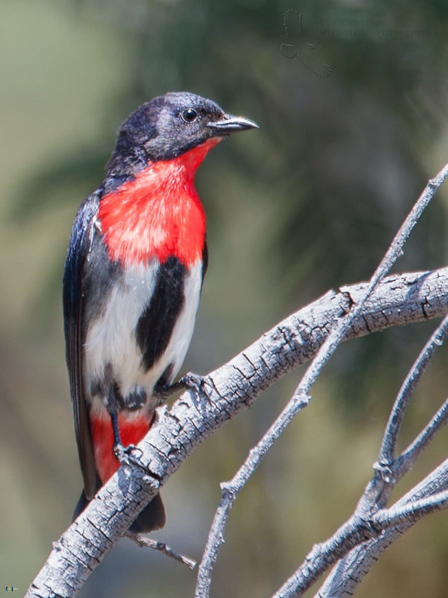 Mistletoebird - ML41241091