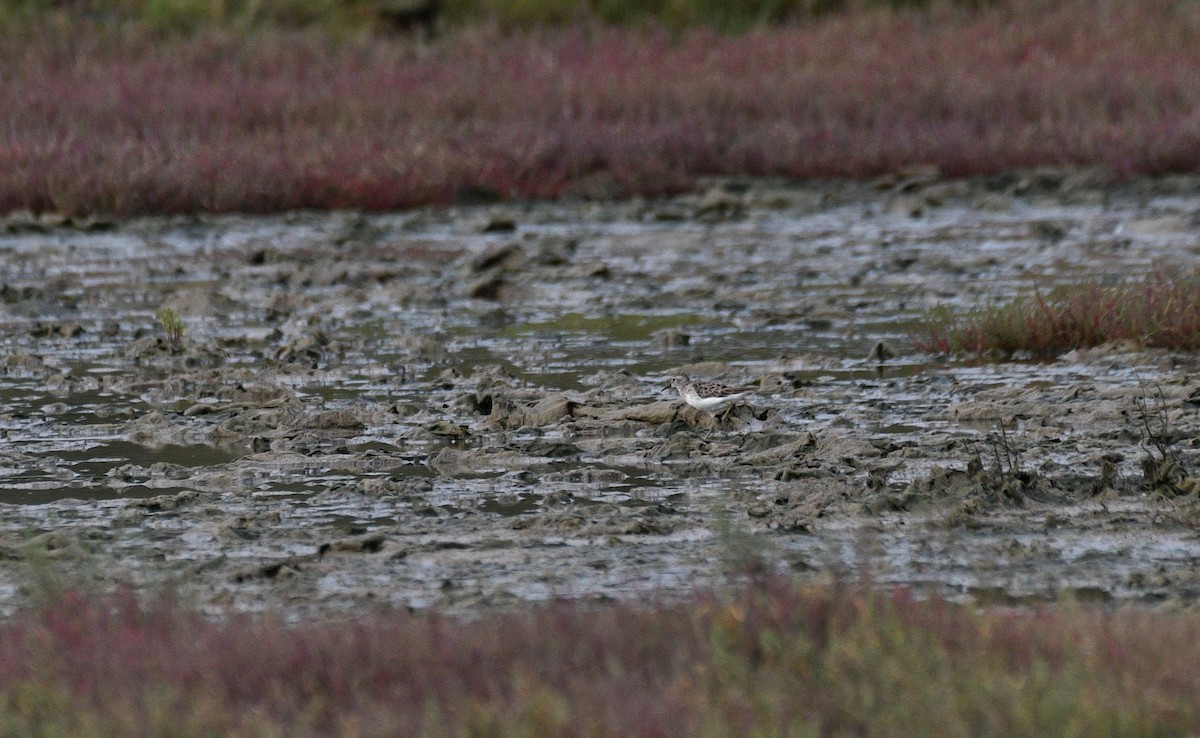 Langzehen-Strandläufer - ML412412771