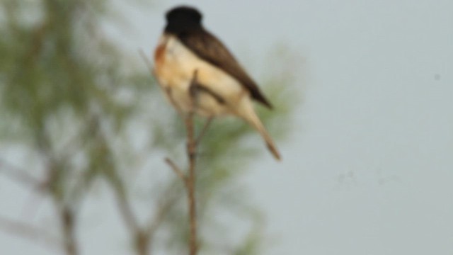 White-tailed Stonechat - ML412414571