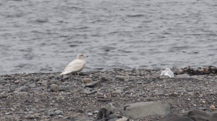 Glaucous Gull - ML41241461