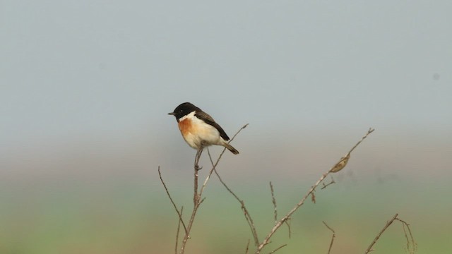 White-tailed Stonechat - ML412414801