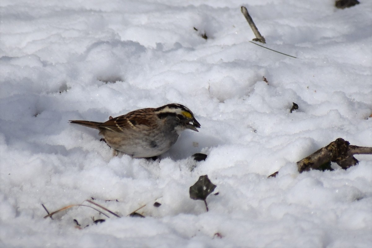 White-throated Sparrow - ML412415191