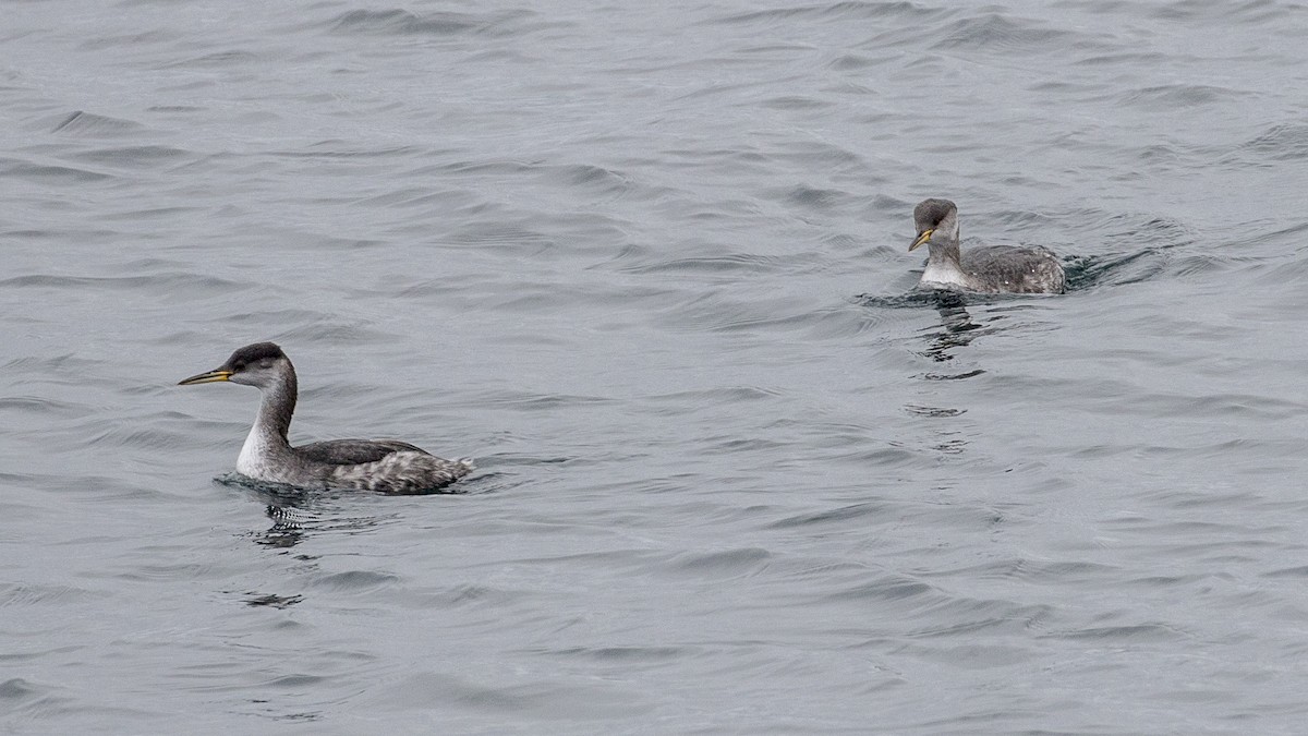 Red-necked Grebe - R Miller