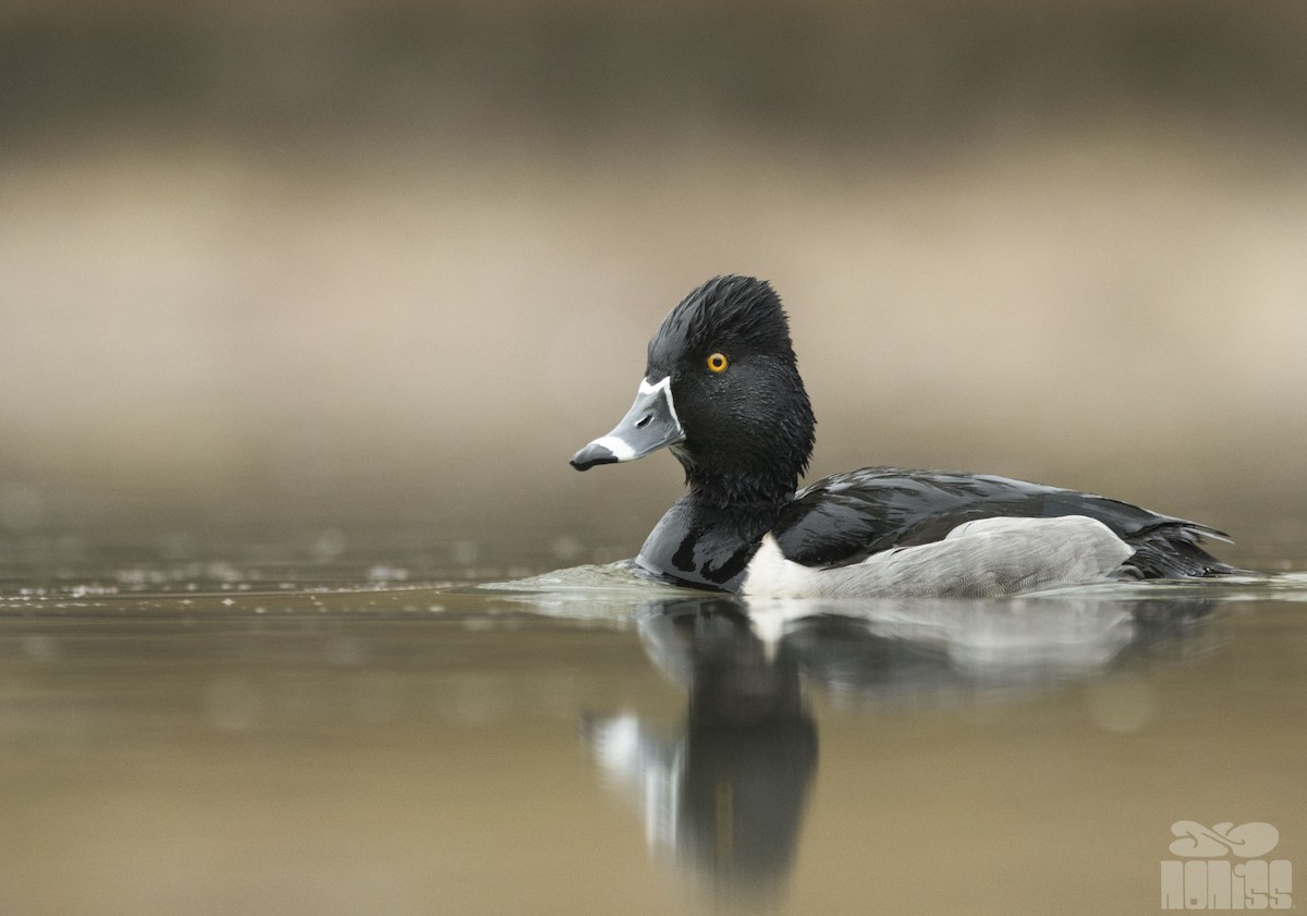 Ring-necked Duck - ML412415721