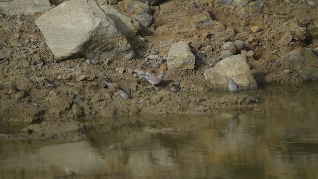 Trumpeter Finch - ML412417471