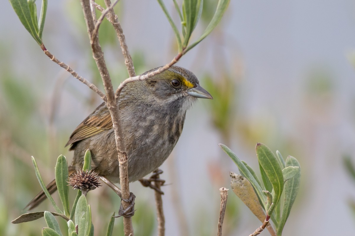 Seaside Sparrow - ML412417641