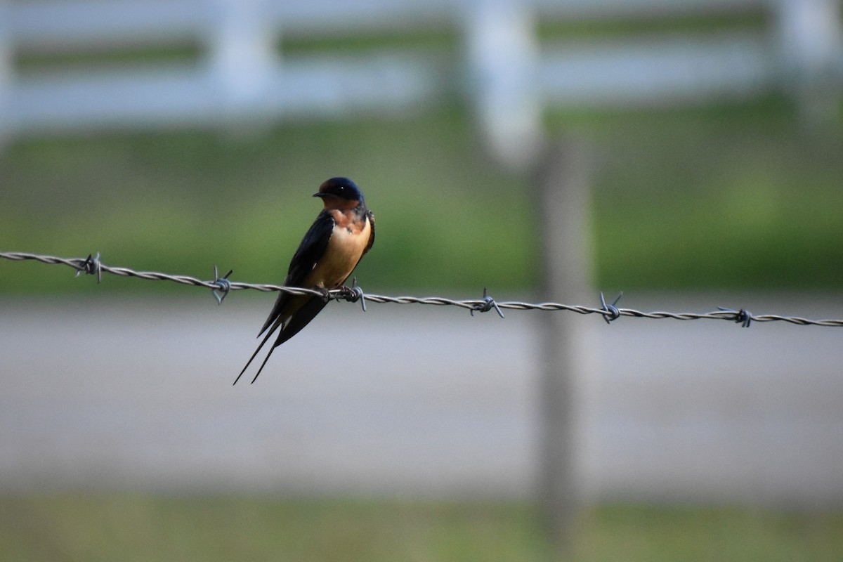 Barn Swallow - ML412418751