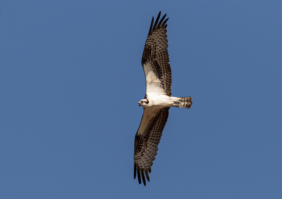 Osprey - ML412420141