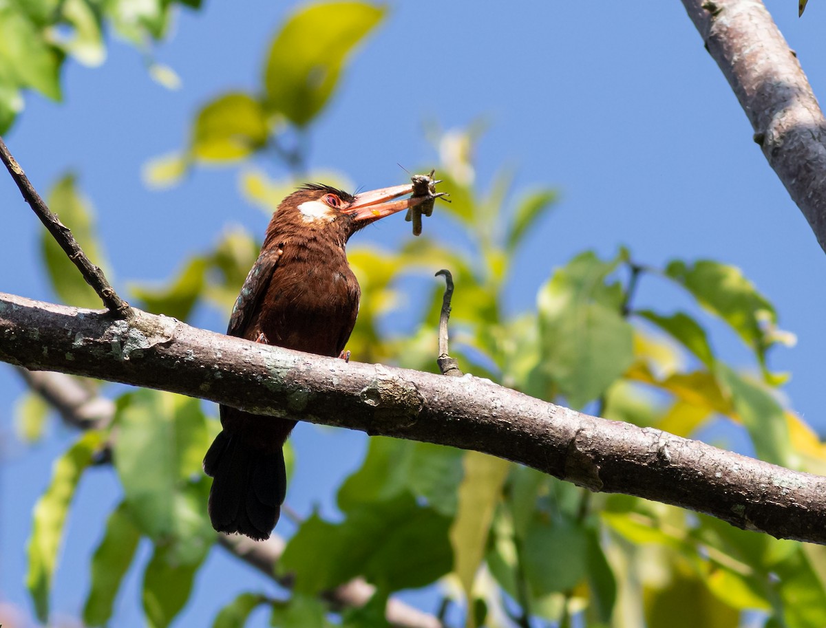 White-eared Jacamar - ML412420191