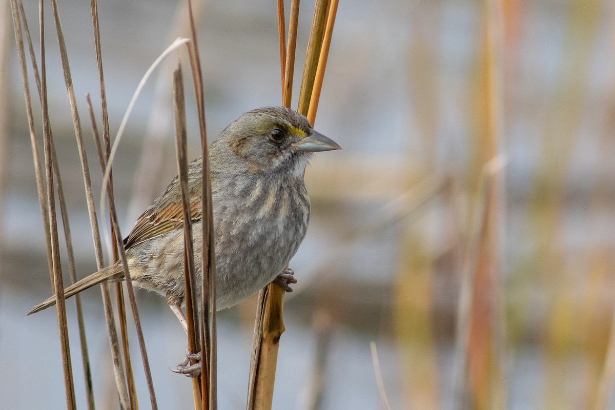 Seaside Sparrow - ML412420561