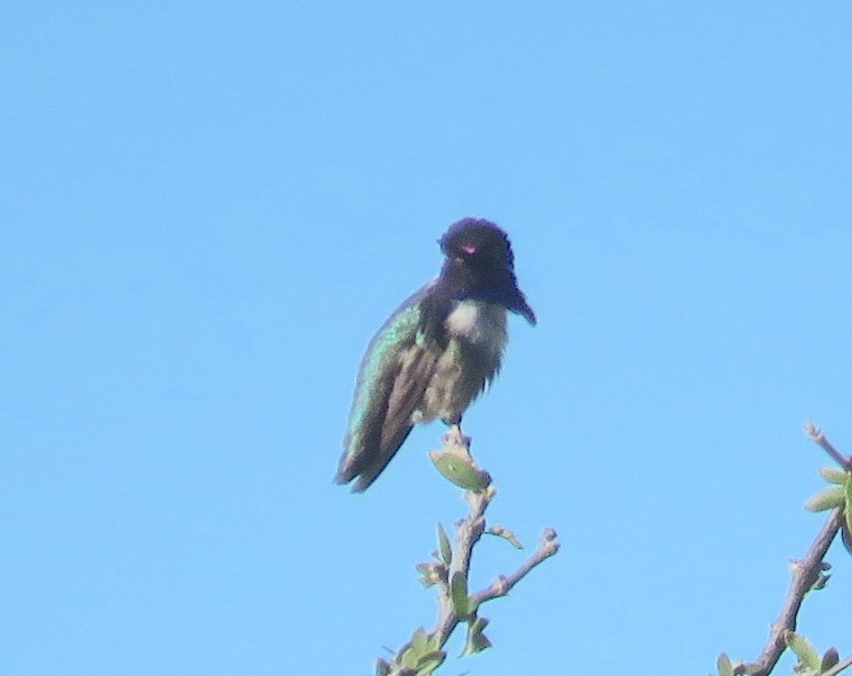 Costa's Hummingbird - ML412420721