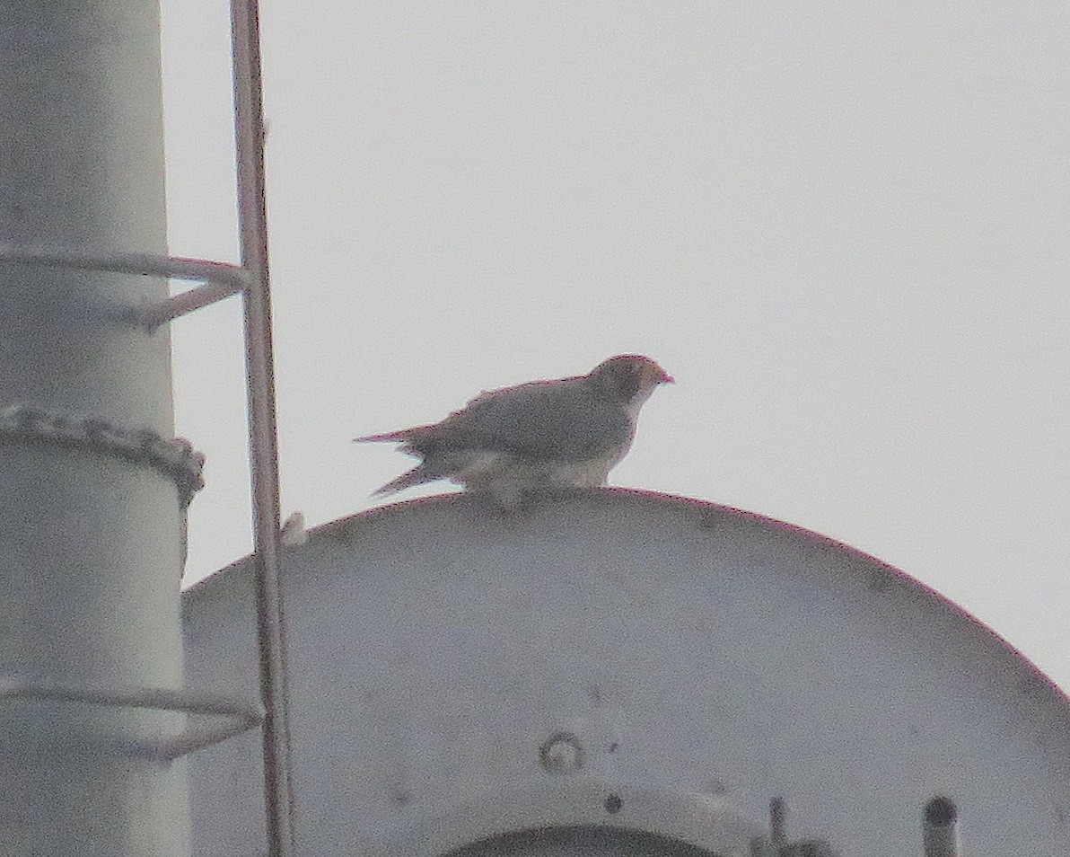 Peregrine Falcon - Robin Gurule